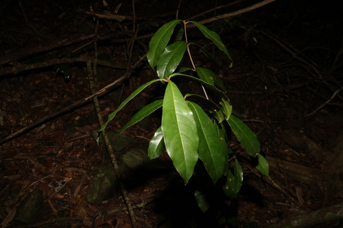 Triunia robusta, photograph 4