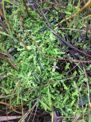 Selaginella eclipes