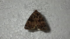Callopistria latreillei