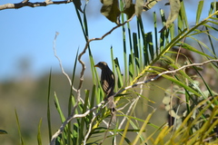 Emberizoides herbicola