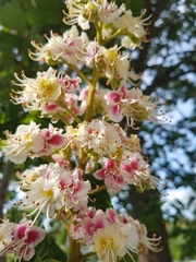 Aesculus indica