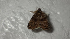 Callopistria latreillei