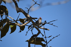 Coryphospingus pileatus