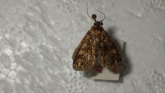 Callopistria latreillei