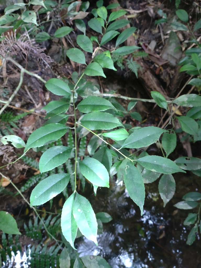 Ilex warburgii