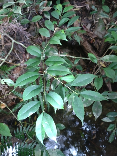Ilex warburgii
