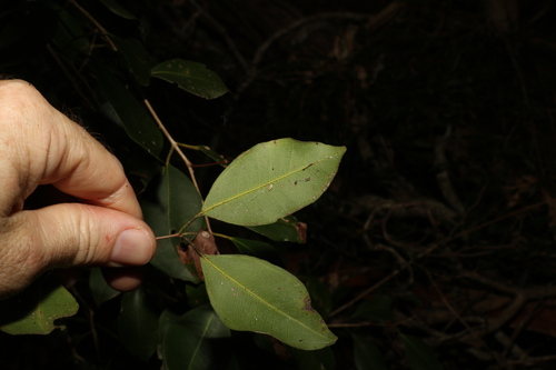 Image of Rhodamnia dumicola by (c) Greg Tasney, some rights reserved (CC BY-SA)