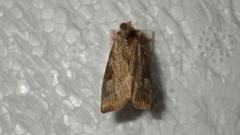 Eucarta virgo