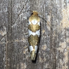 Pelochrista quinquemaculana