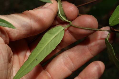 Image of Parsonsia lanceolata by (c) Greg Tasney, some rights reserved (CC BY-SA)