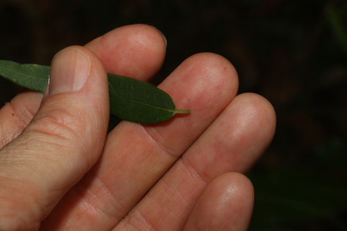 Image of Parsonsia lanceolata by (c) Greg Tasney, some rights reserved (CC BY-SA)