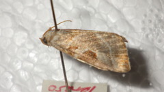 Eucarta virgo