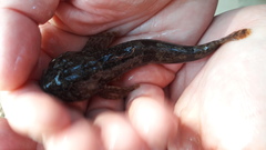 Cottus poecilopus