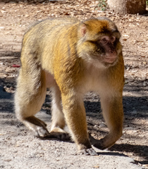 Macaca sylvanus