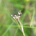 Carex eburnea - Photo (c) Leanne Wallis, algunos derechos reservados (CC BY-NC), subido por Leanne Wallis