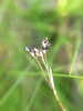 Ebony Sedge - Photo (c) Leanne Wallis, some rights reserved (CC BY-NC), uploaded by Leanne Wallis