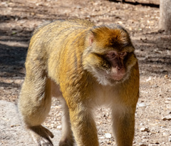 Macaca sylvanus