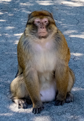 Macaca sylvanus