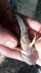 Cottus poecilopus