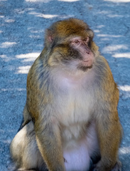 Macaca sylvanus