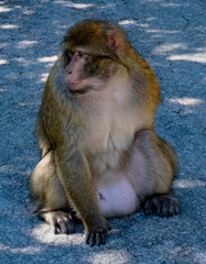 Macaca sylvanus
