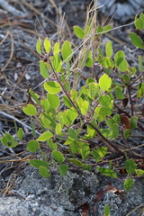 Arctostaphylos hookeri hookeri
