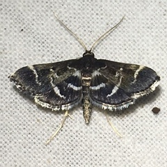 Diasemiodes janassialis