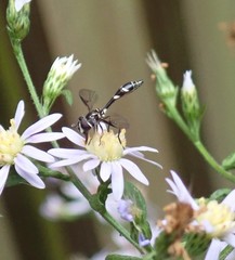 Dioprosopa clavata