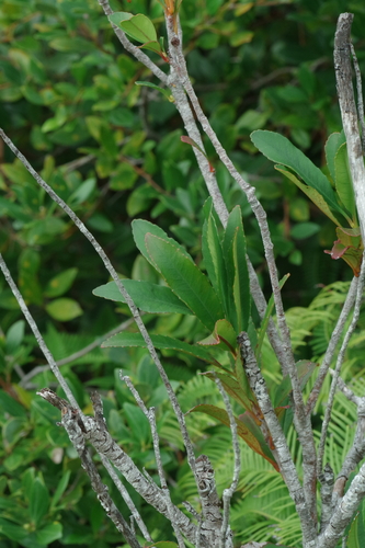 Photinia wrightiana iNat (3)