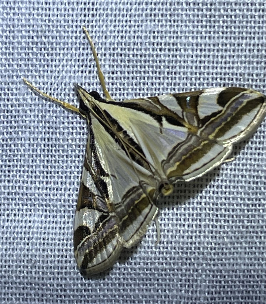 Agrioglypta excelsalis