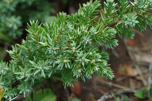 Juniperus taxifolia iNat (2)