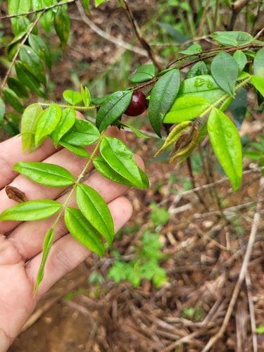 Myrciaria cambuca