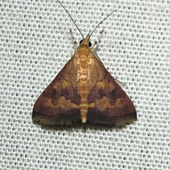 Pyrausta phoenicealis