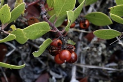 Arctostaphylos hookeri hookeri