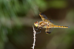 Libellula semifasciata