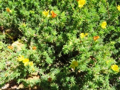 Aspalathus juniperina juniperina