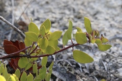Arctostaphylos hookeri hookeri