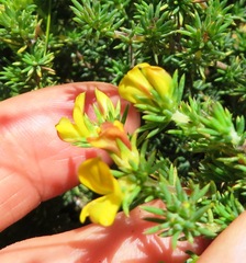 Aspalathus juniperina juniperina