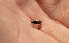 Aphodius