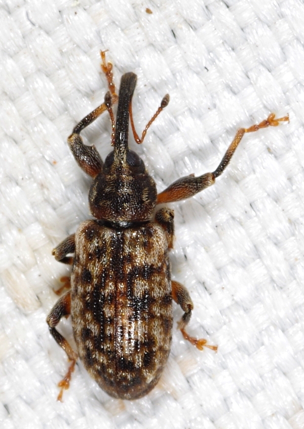 Dorytomus schoenherri