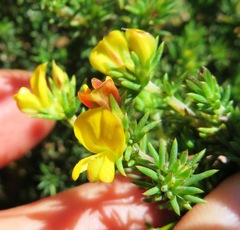 Aspalathus juniperina juniperina