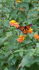 Danaus plexippus