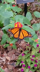 Danaus plexippus
