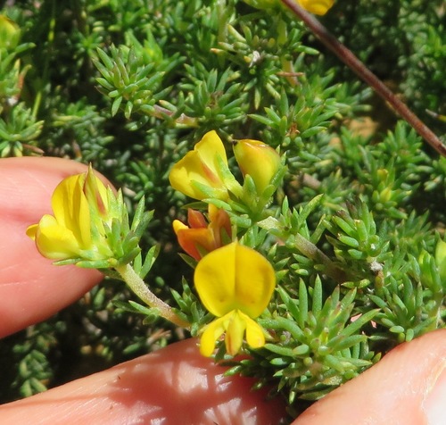 Image of Aspalathus juniperina by (c) linkie, some rights reserved (CC BY)