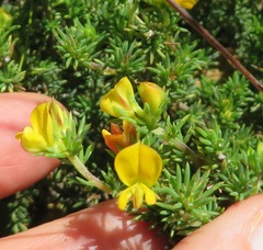 Aspalathus juniperina juniperina