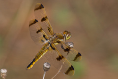 Libellula semifasciata