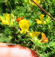 Aspalathus juniperina juniperina