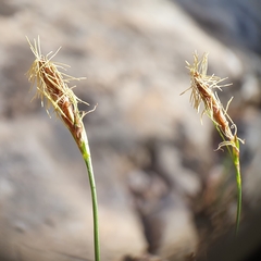 Carex halleriana image