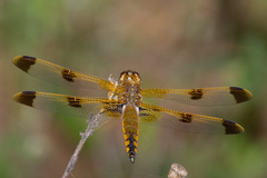 Libellula semifasciata