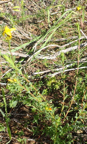 Image of Linum aethiopicum by (c) Nicola van Berkel, some rights reserved (CC BY-SA)